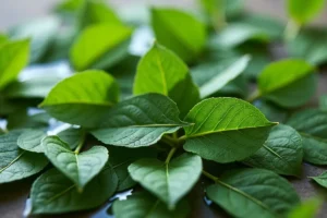 Ekstrakt z bluszczu na cellulit – Opinie i efekty stosowania